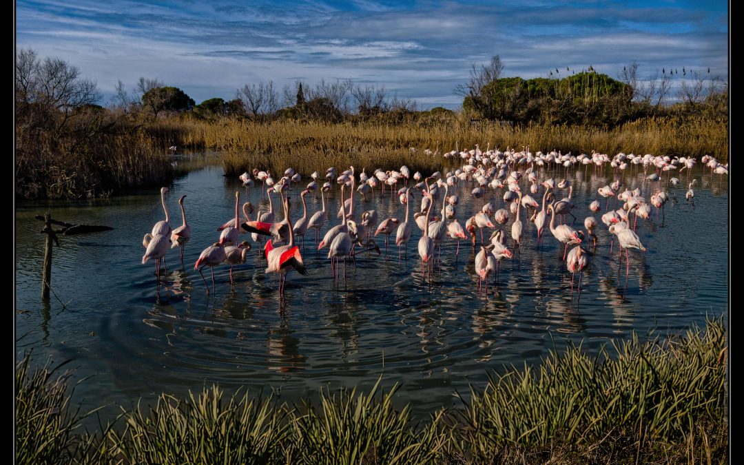 Flamants en réunion