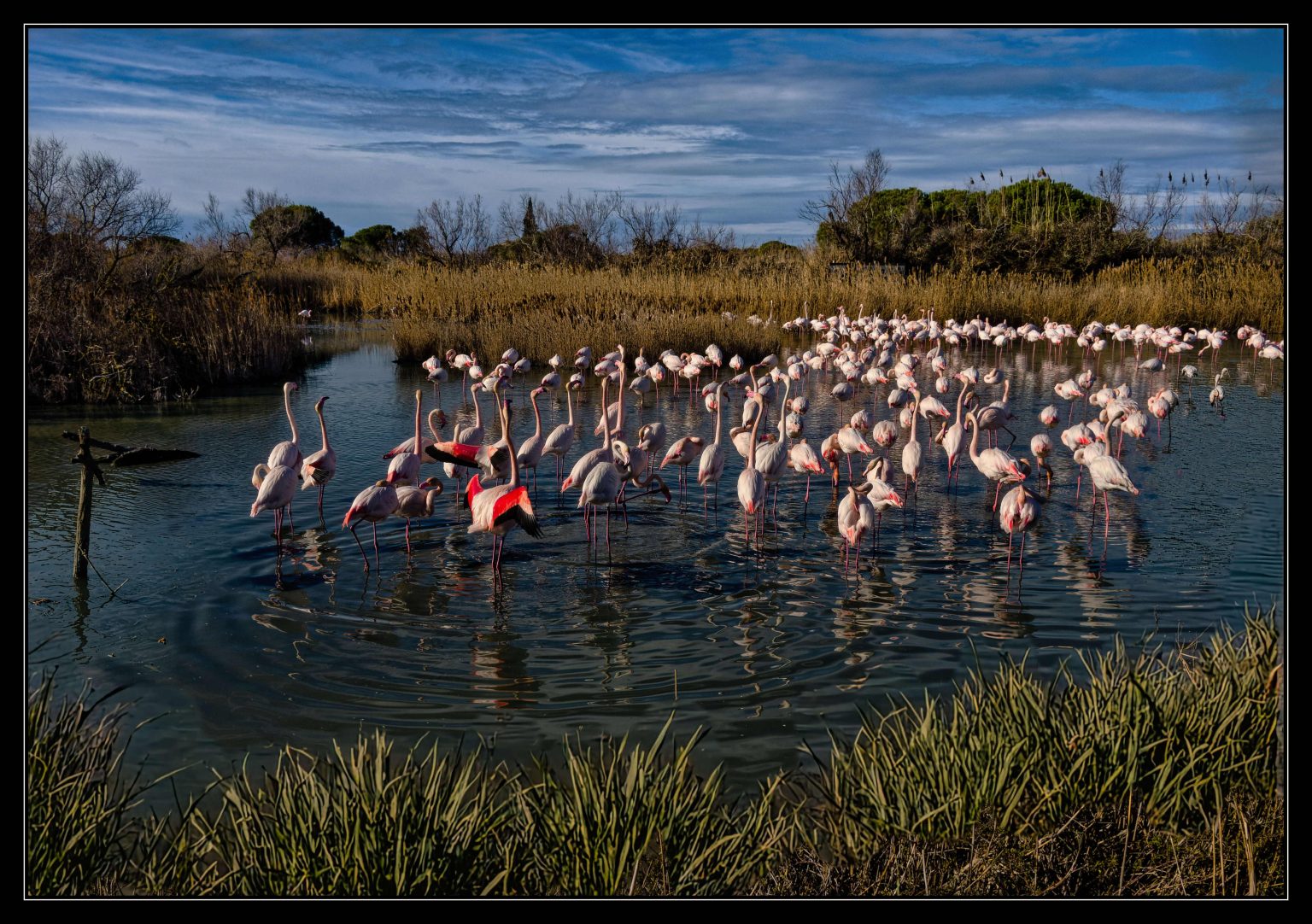 Flamants en réunion