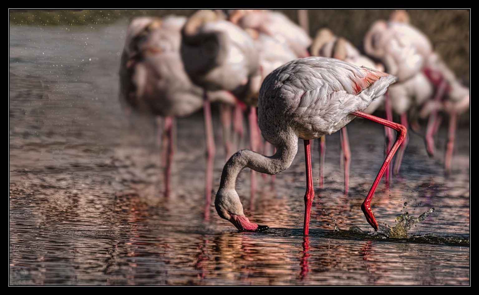 Flamants