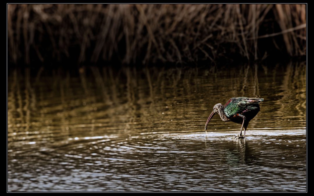 Ibis