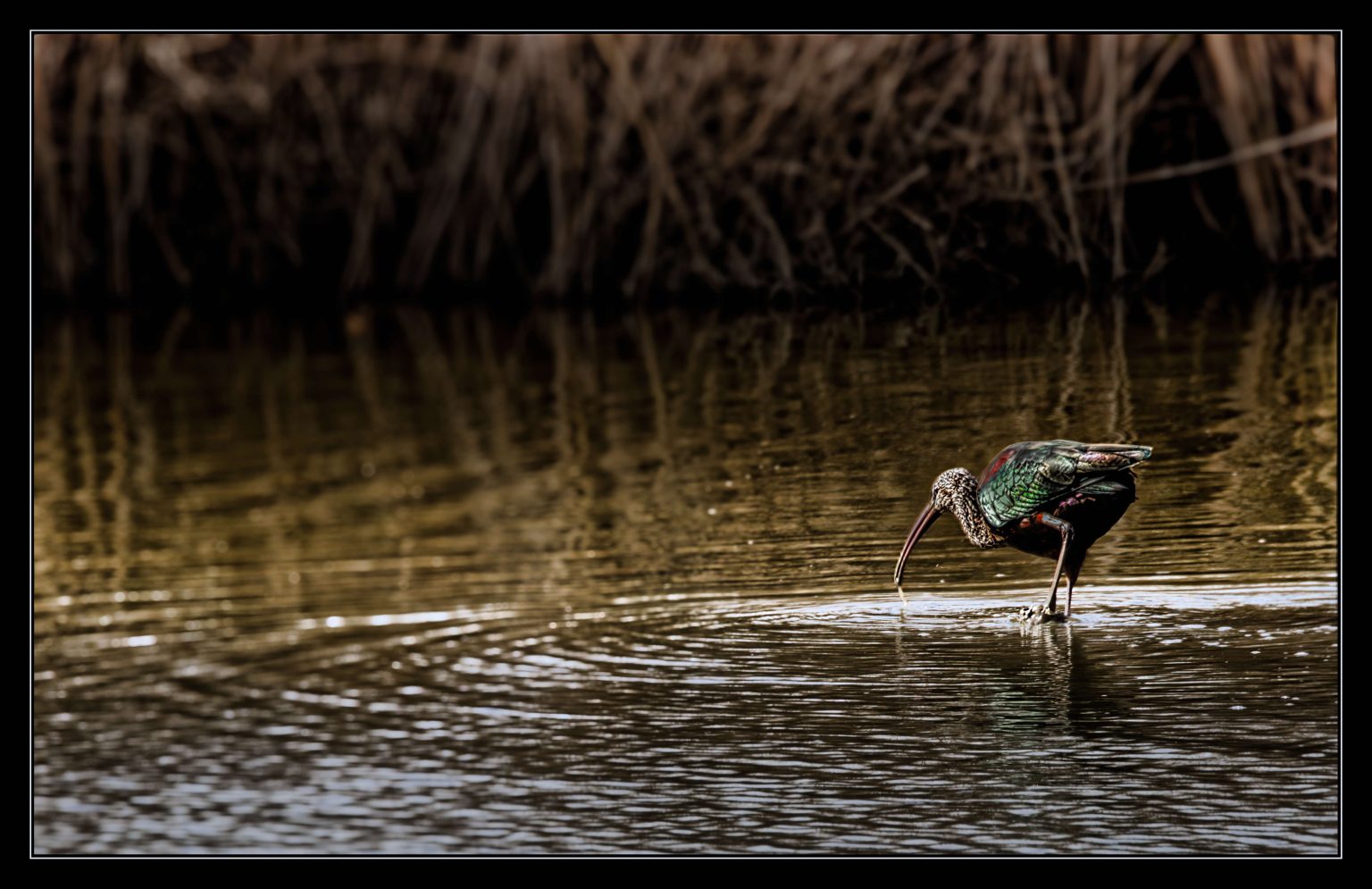 Ibis