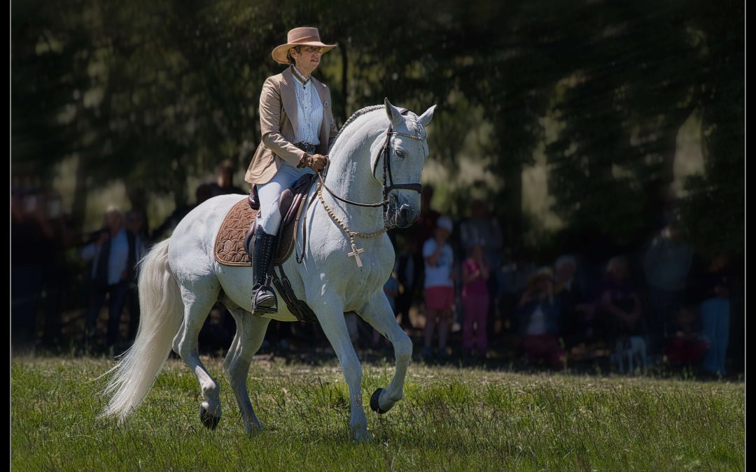 Art equestre