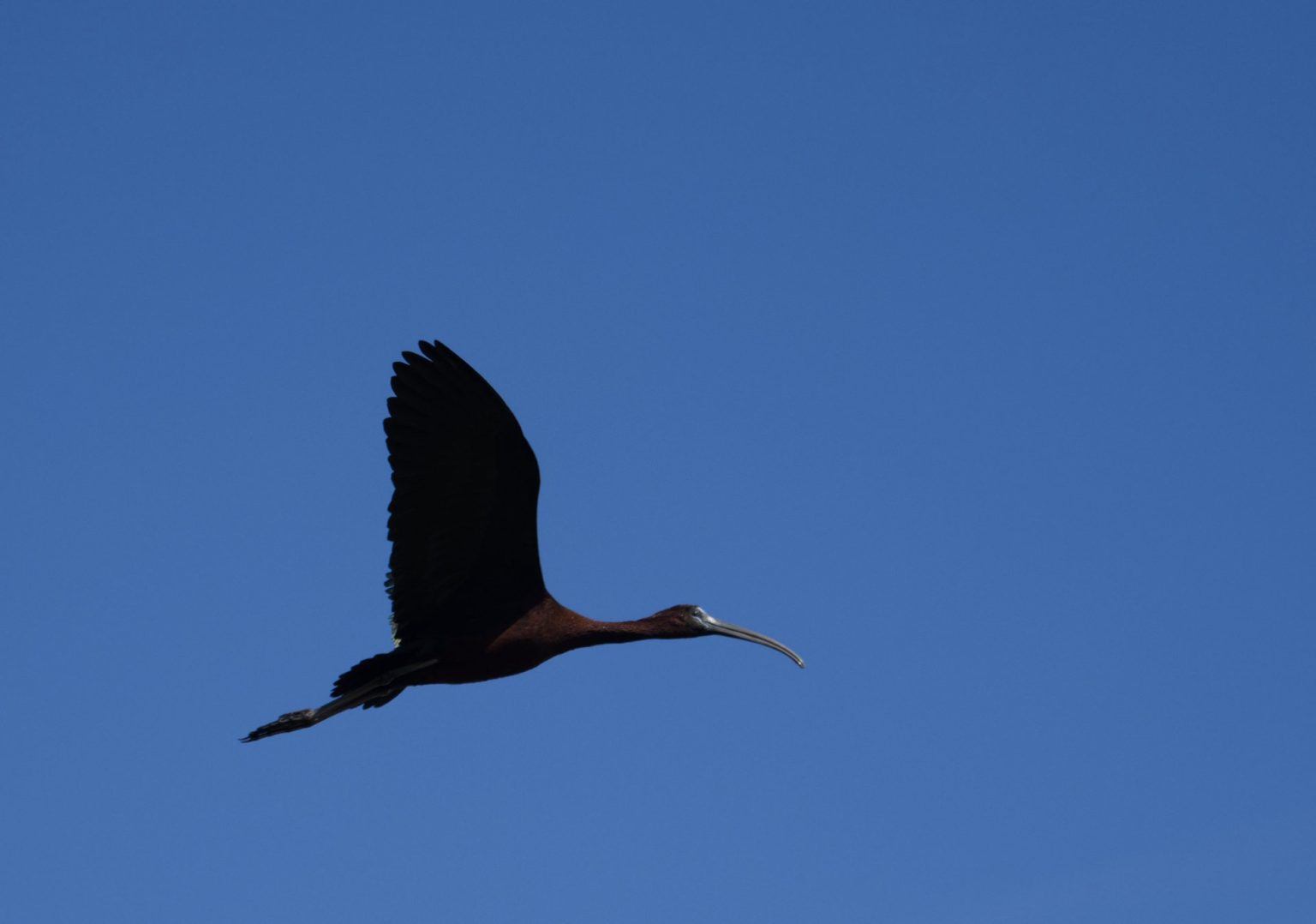 IBIS SALSINELLE