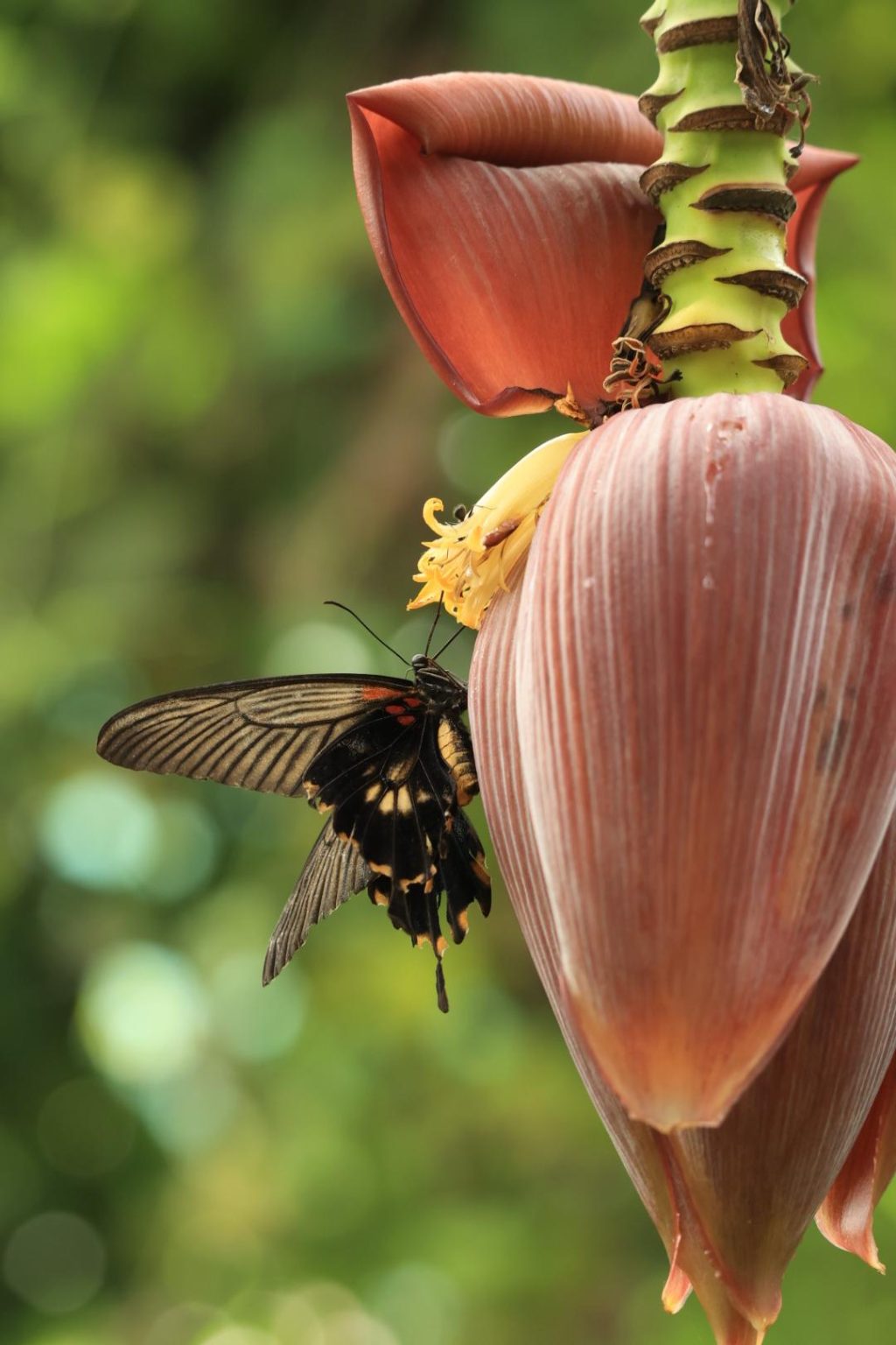Papillons 1