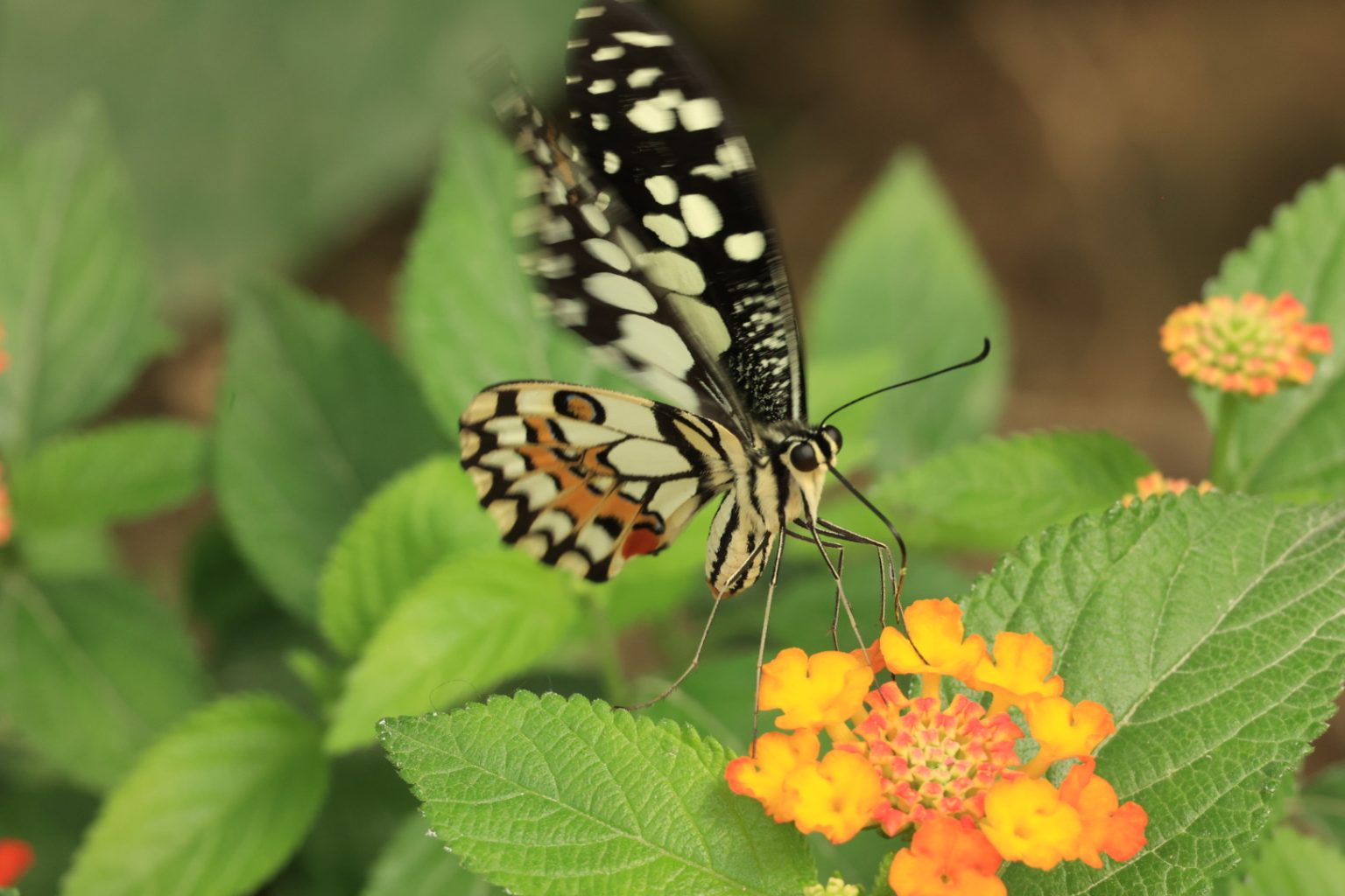 Papillons 2