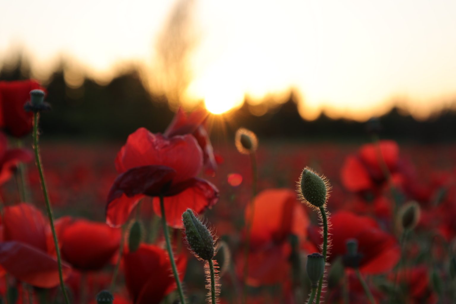 Coquelicots 2