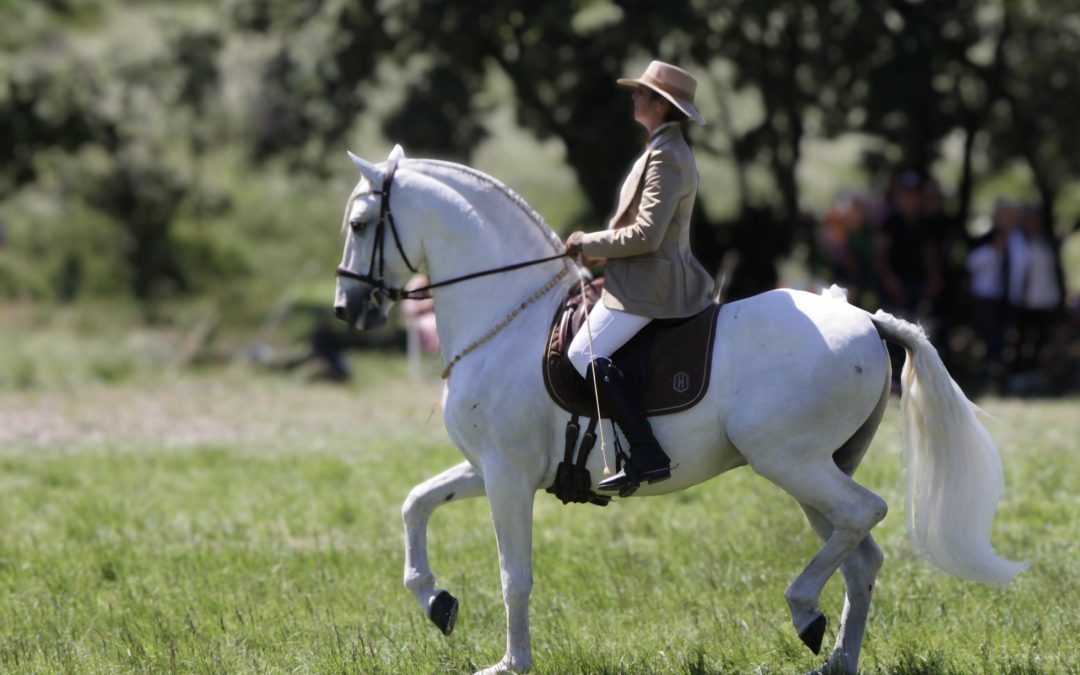 L’élégance d’une cavalière et son cheval.
