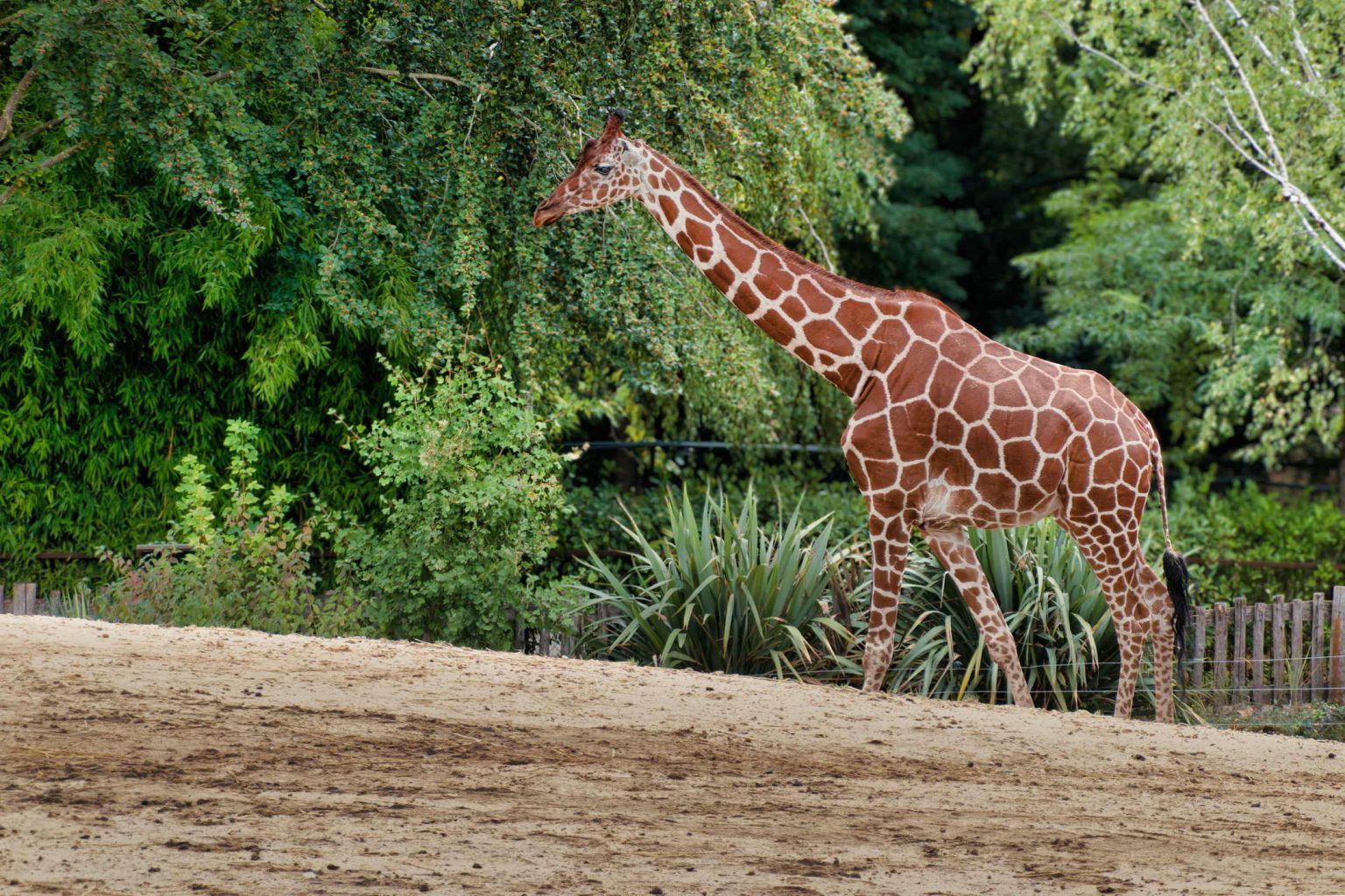 Zoo Beauval