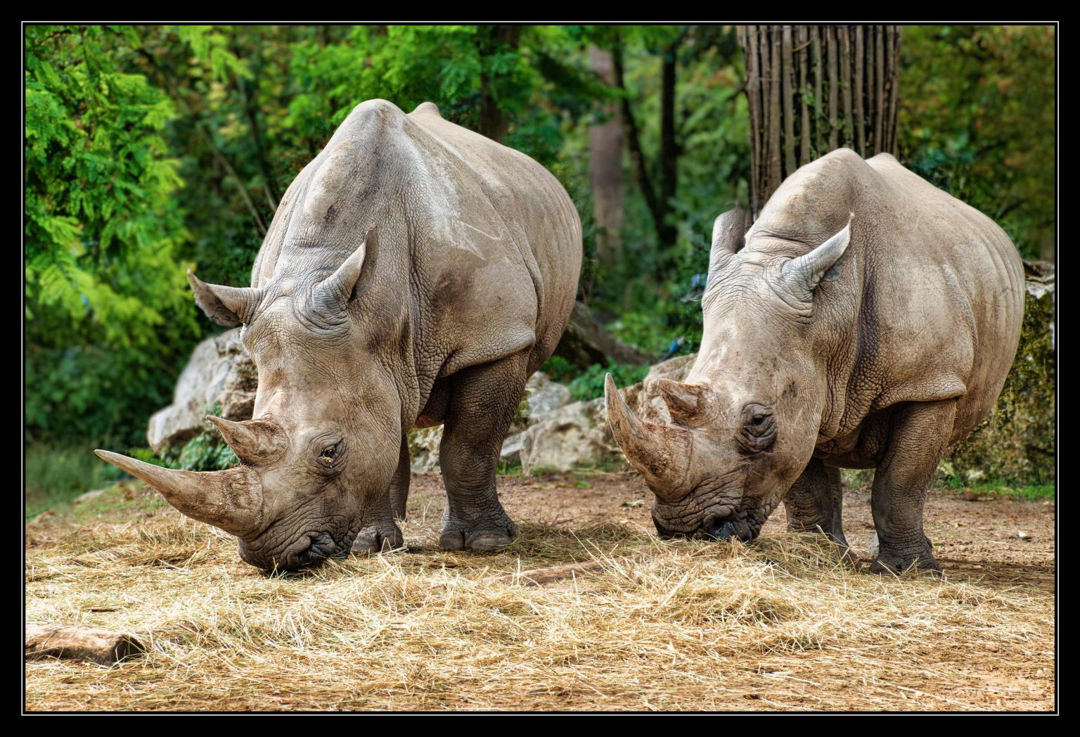 Zoo Beauval
