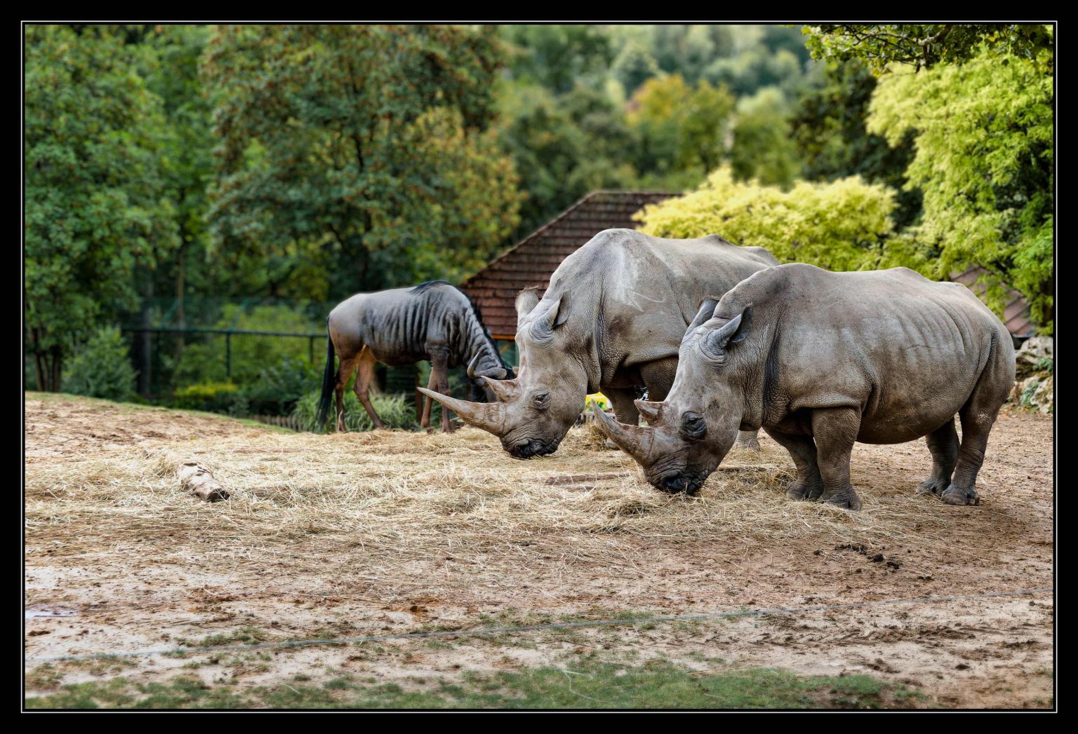 Zoo Beauval