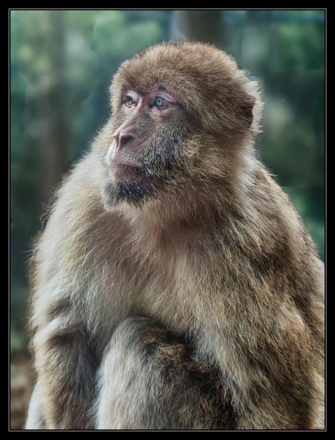 Zoo Beauval