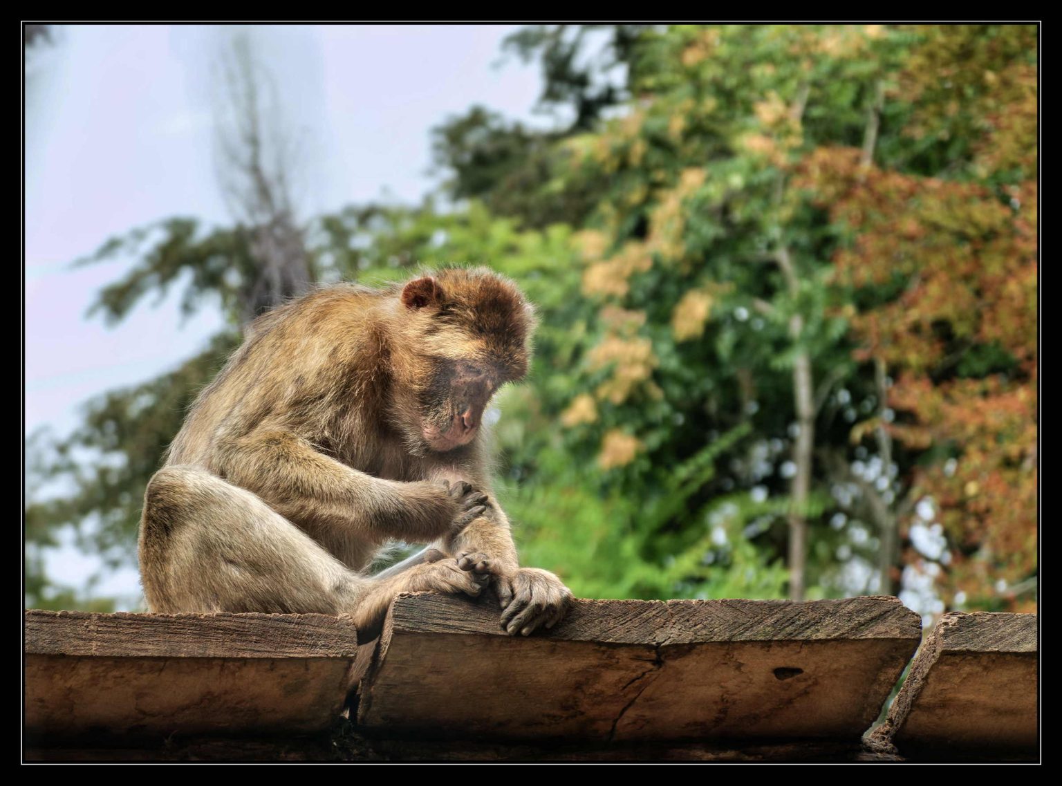 Zoo Beauval