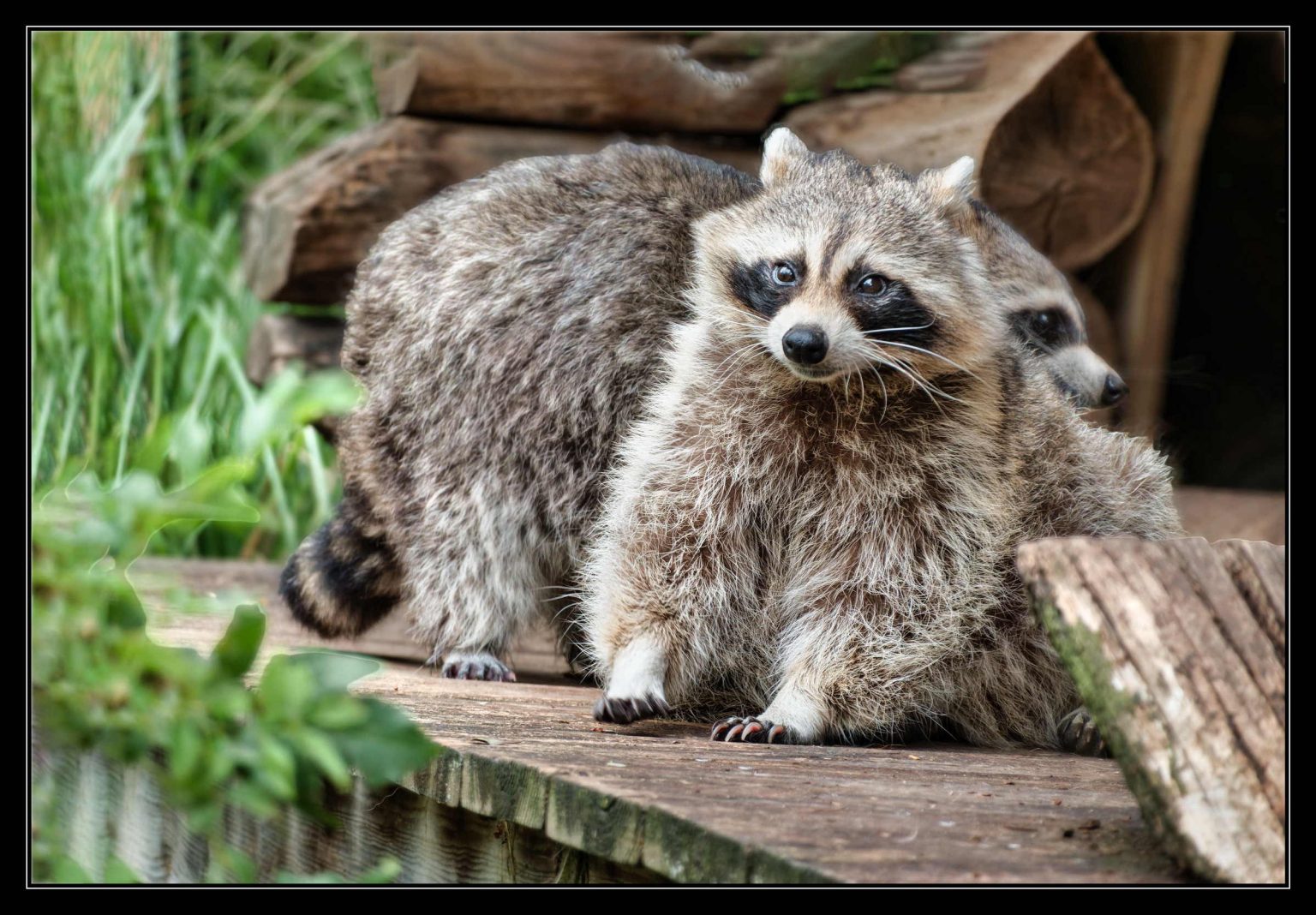 Zoo Beauval
