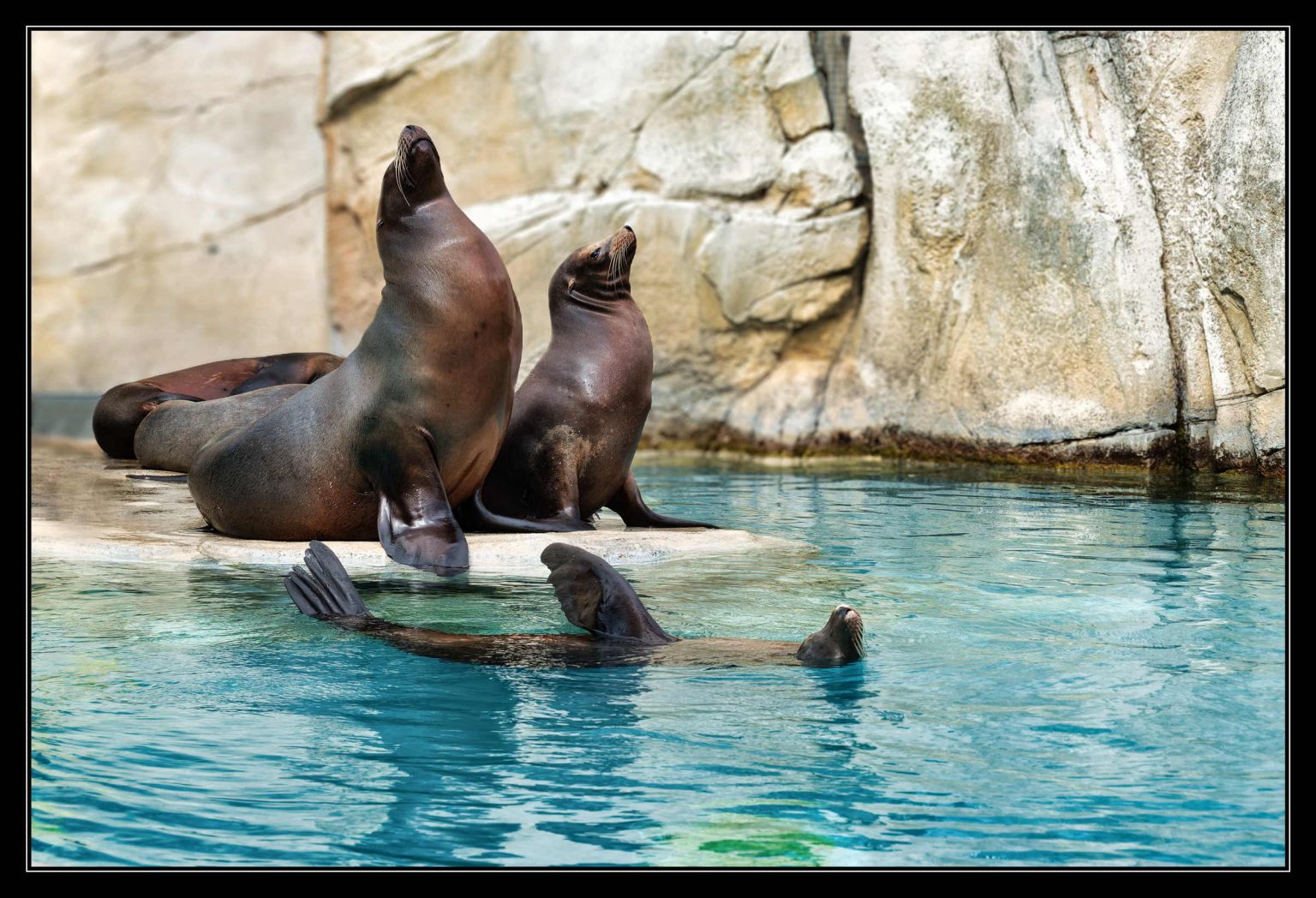 Zoo Beauval