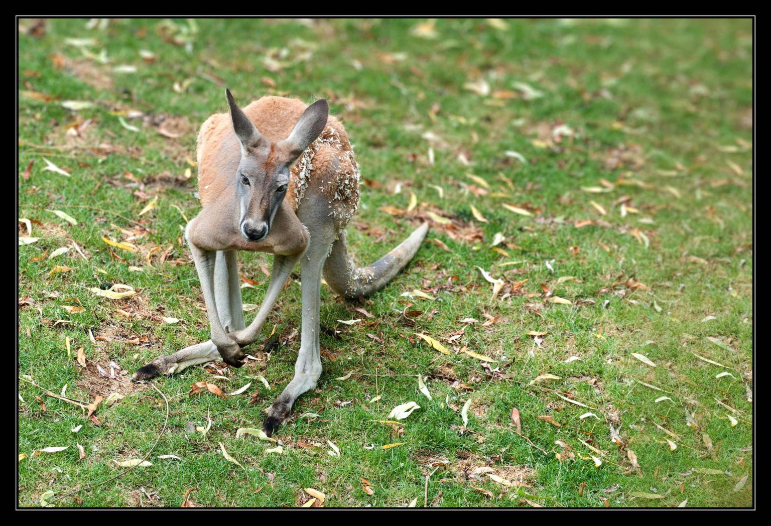 Zoo Beauval