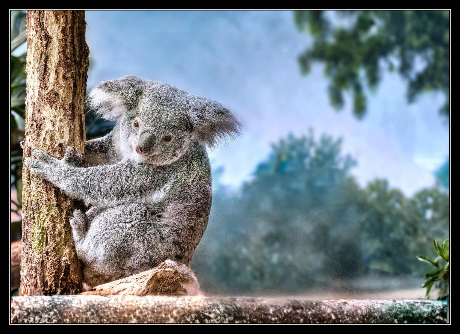 Zoo Beauval