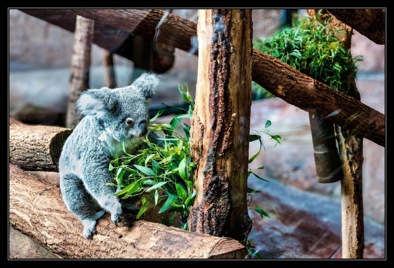 Zoo Beauval