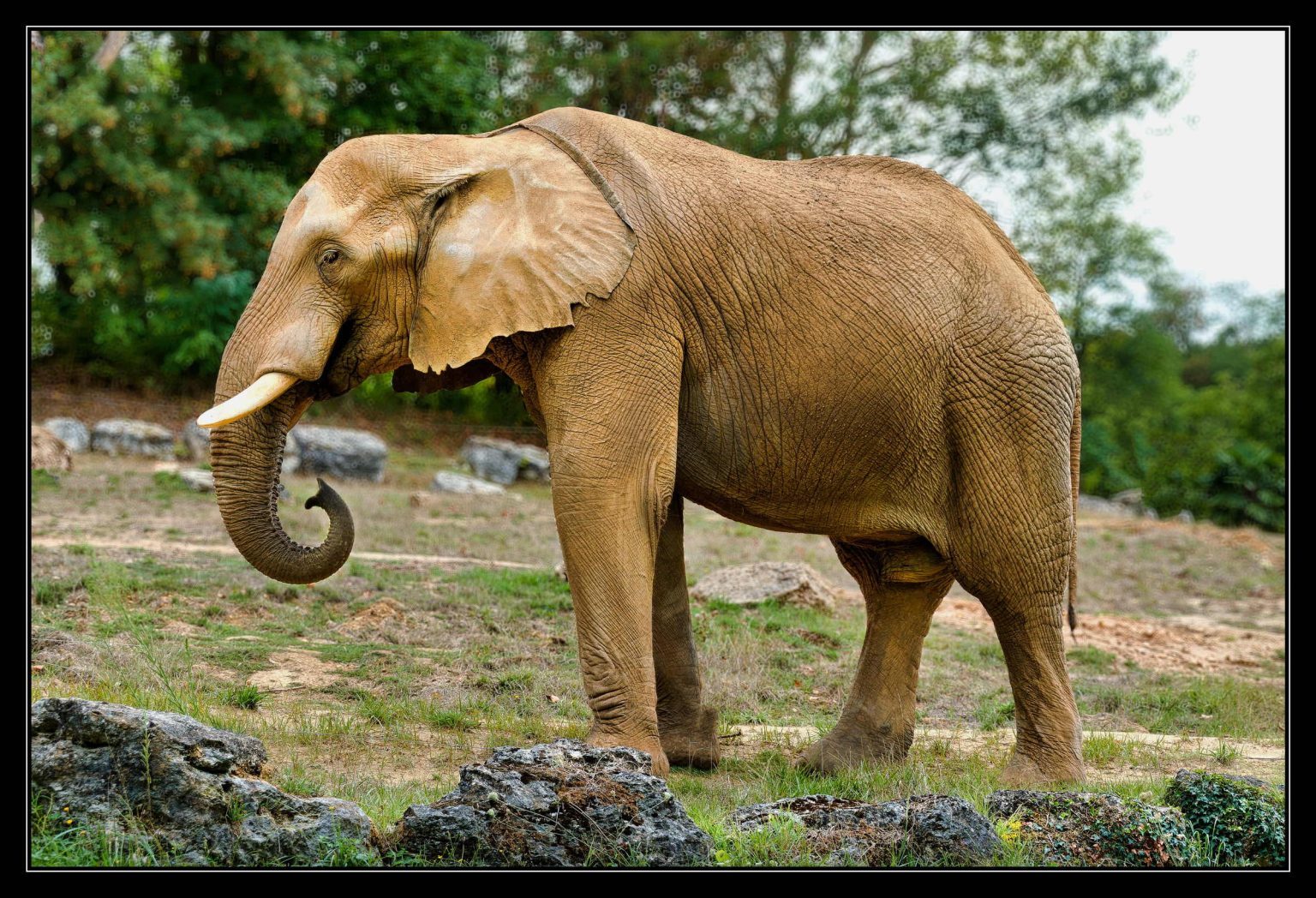 Zoo Beauval