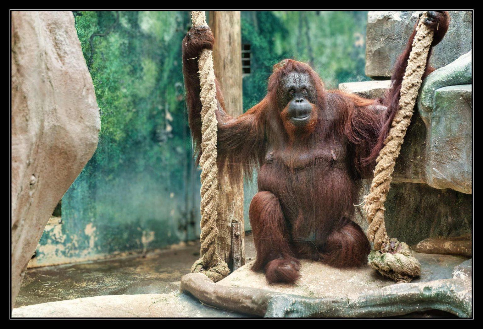 Zoo Beauval