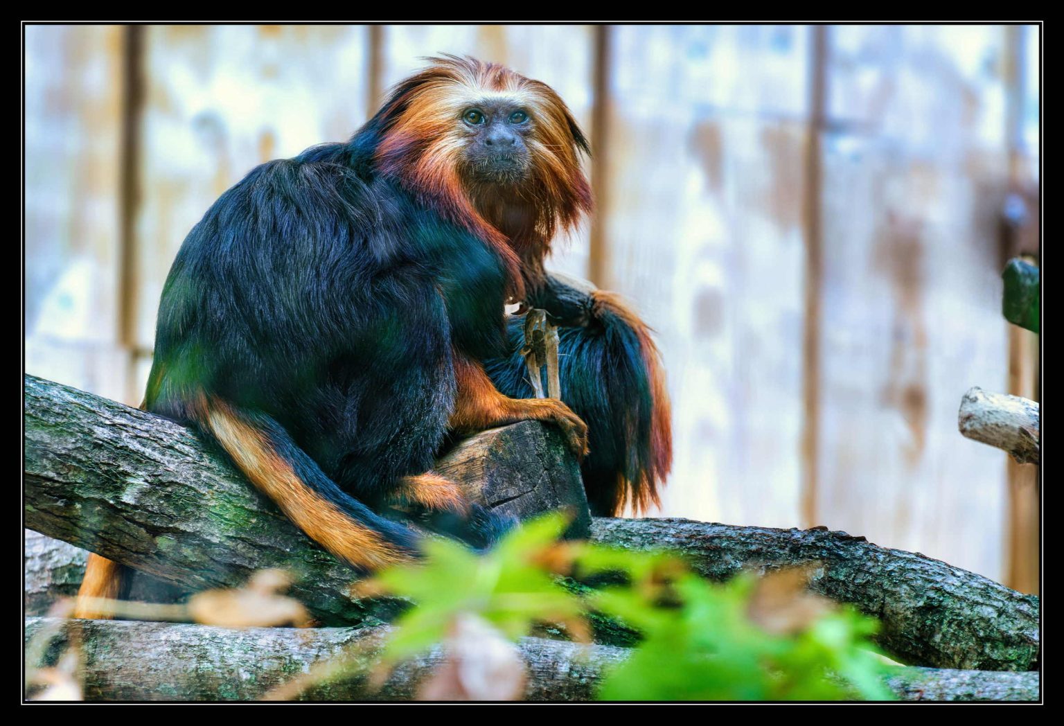 Zoo Beauval