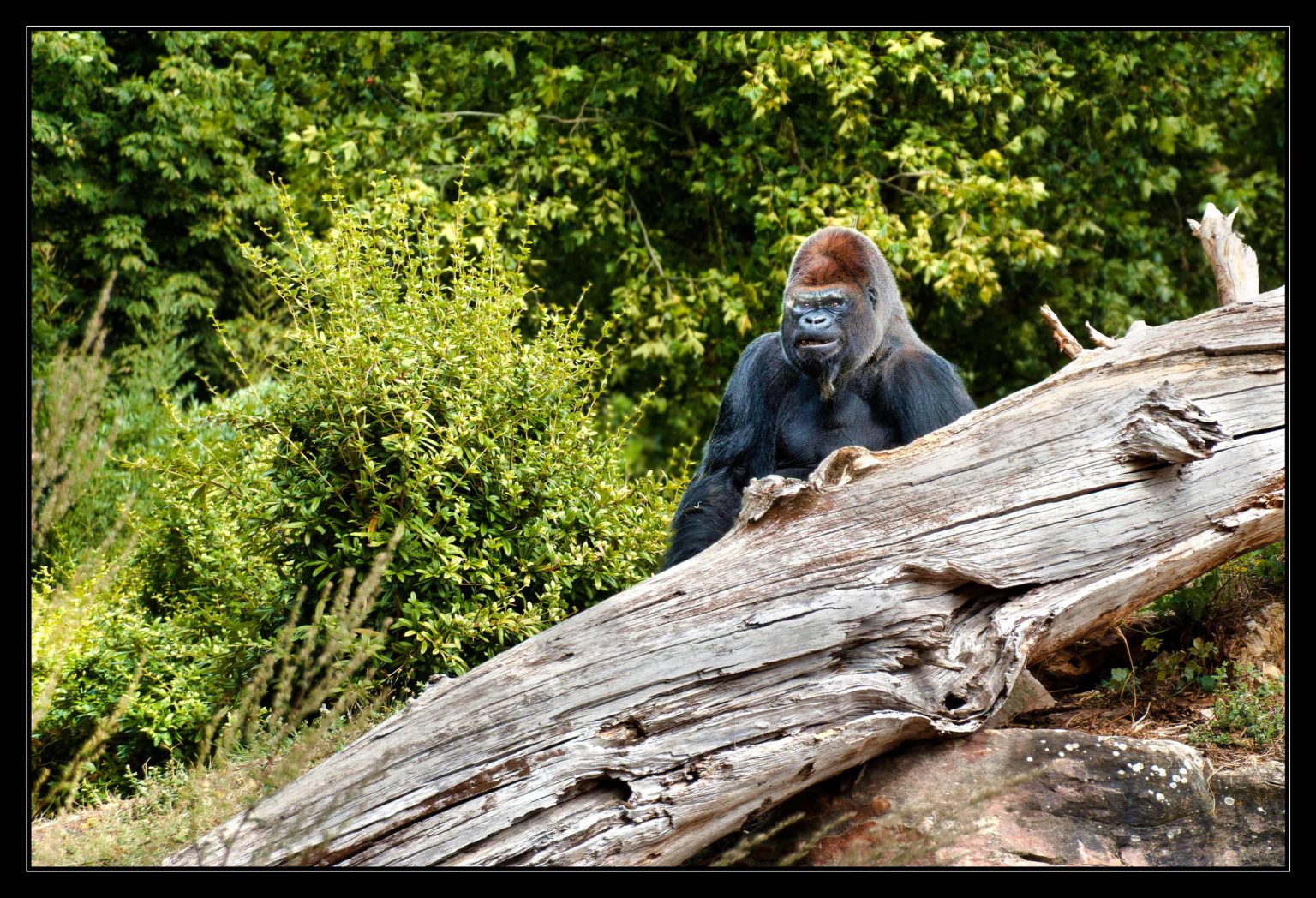 Zoo Beauval