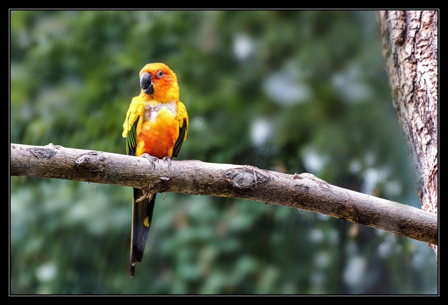 Zoo Beauval