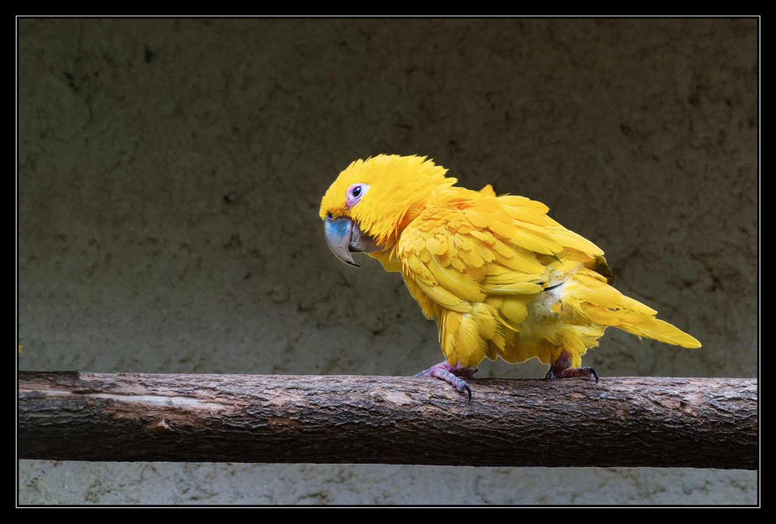 Zoo Beauval