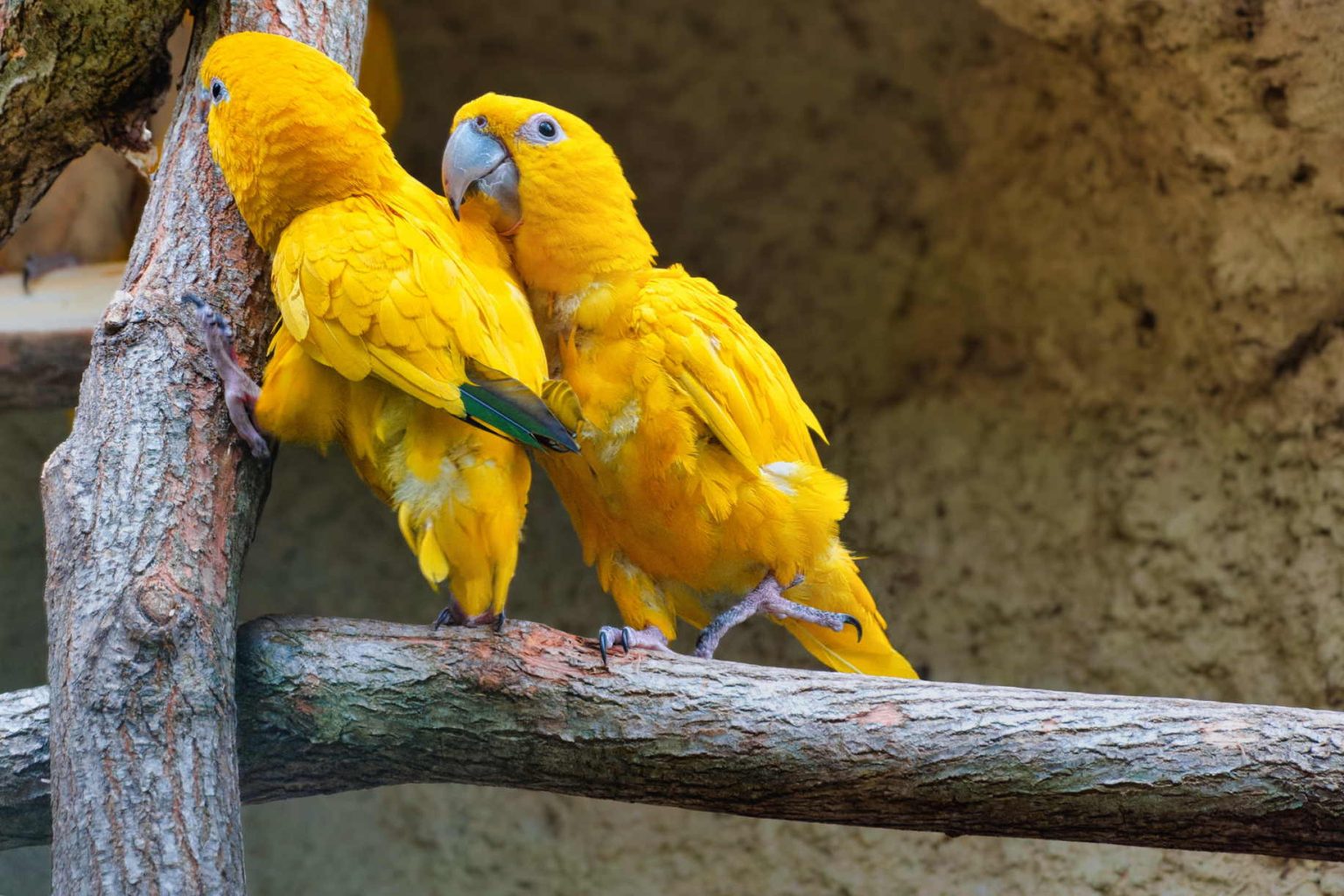 Zoo Beauval