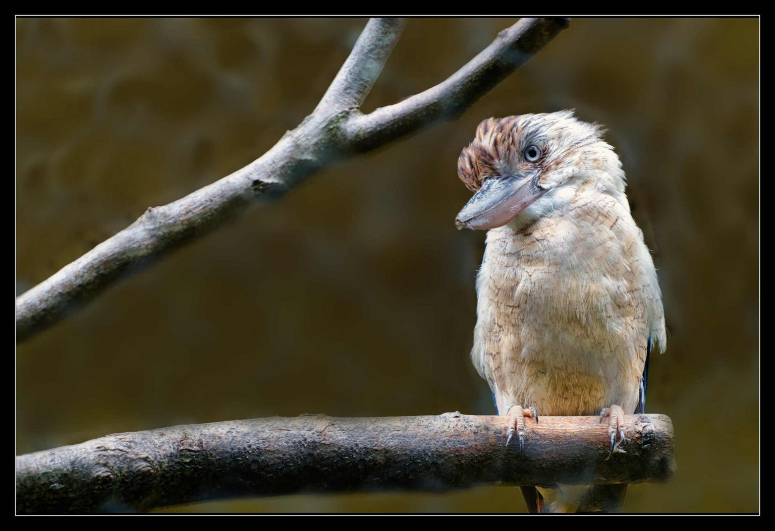 Zoo Beauval