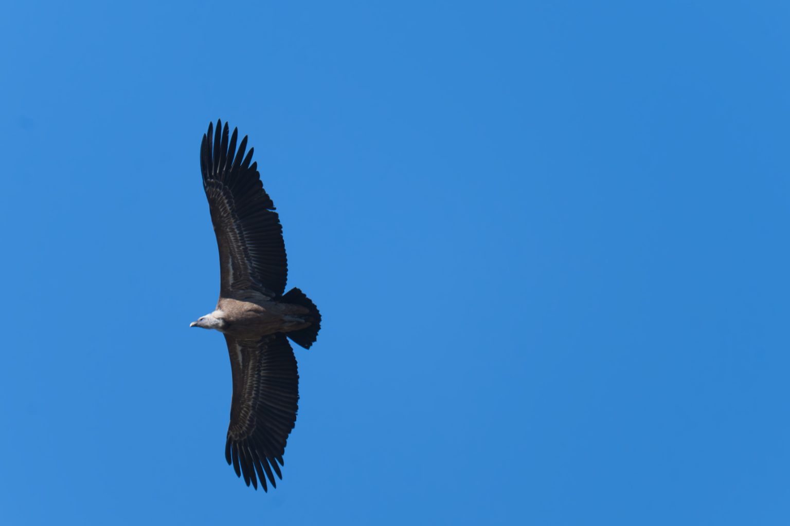 Vautour fauve