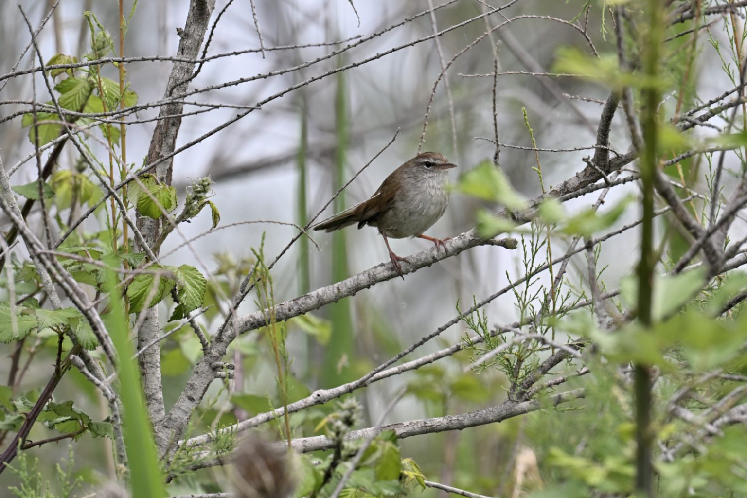 Bouscarle de Cetti