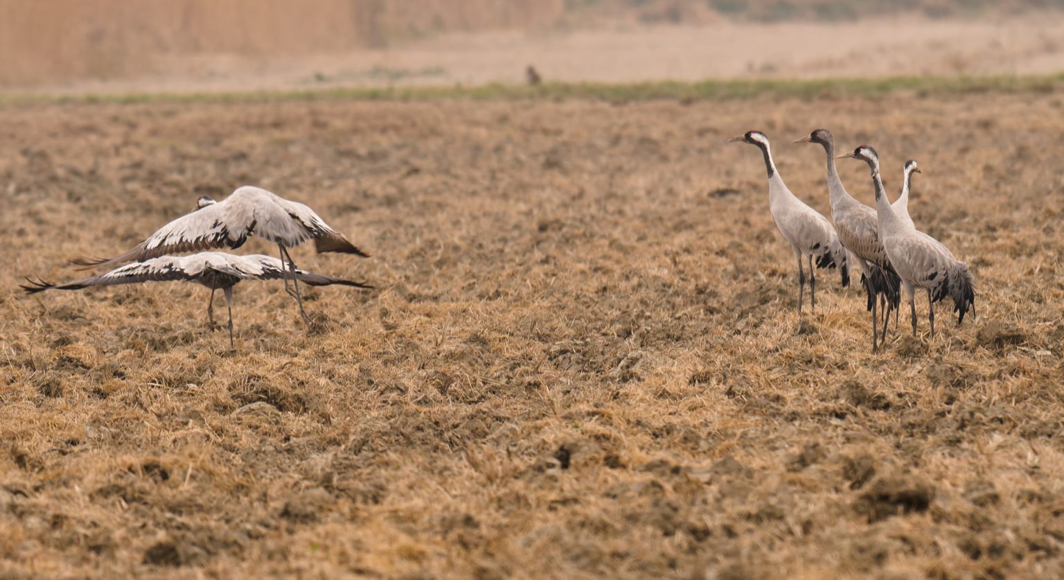 Grues cendrées