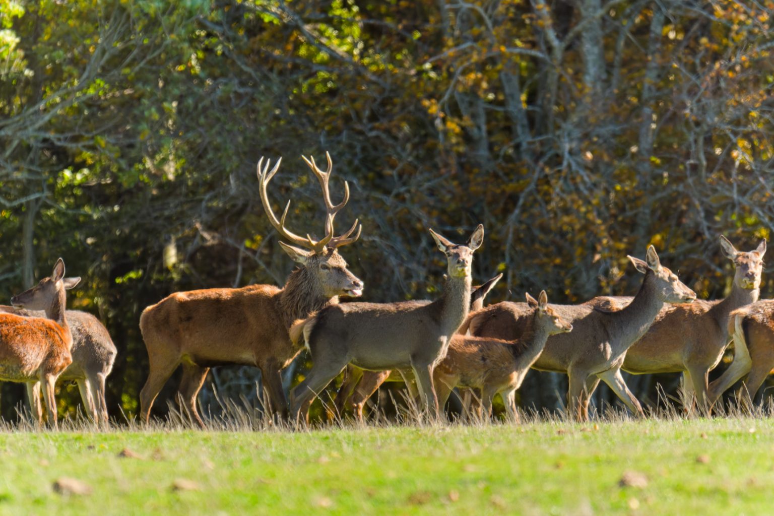 Horde de cerfs