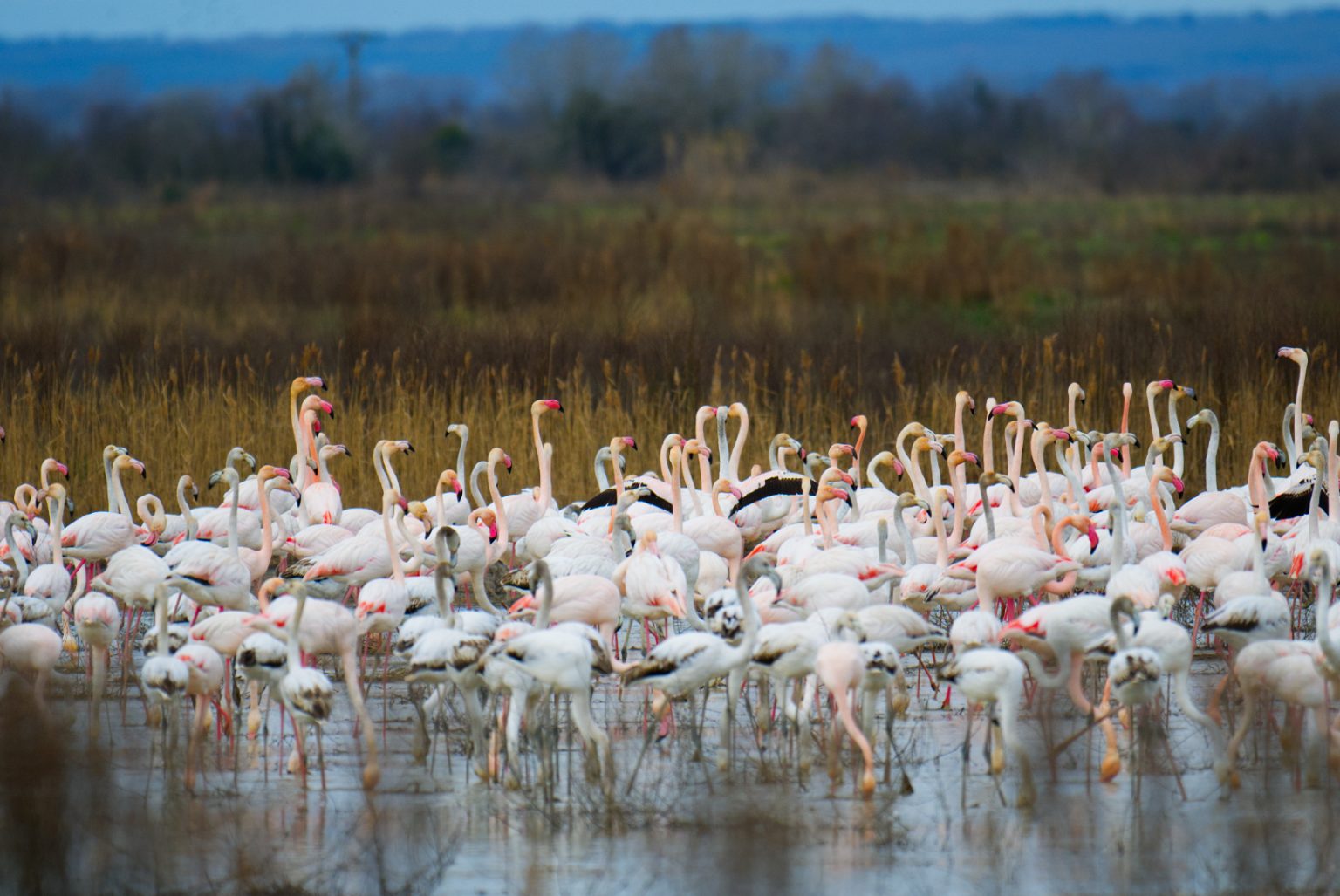 Flamants roses