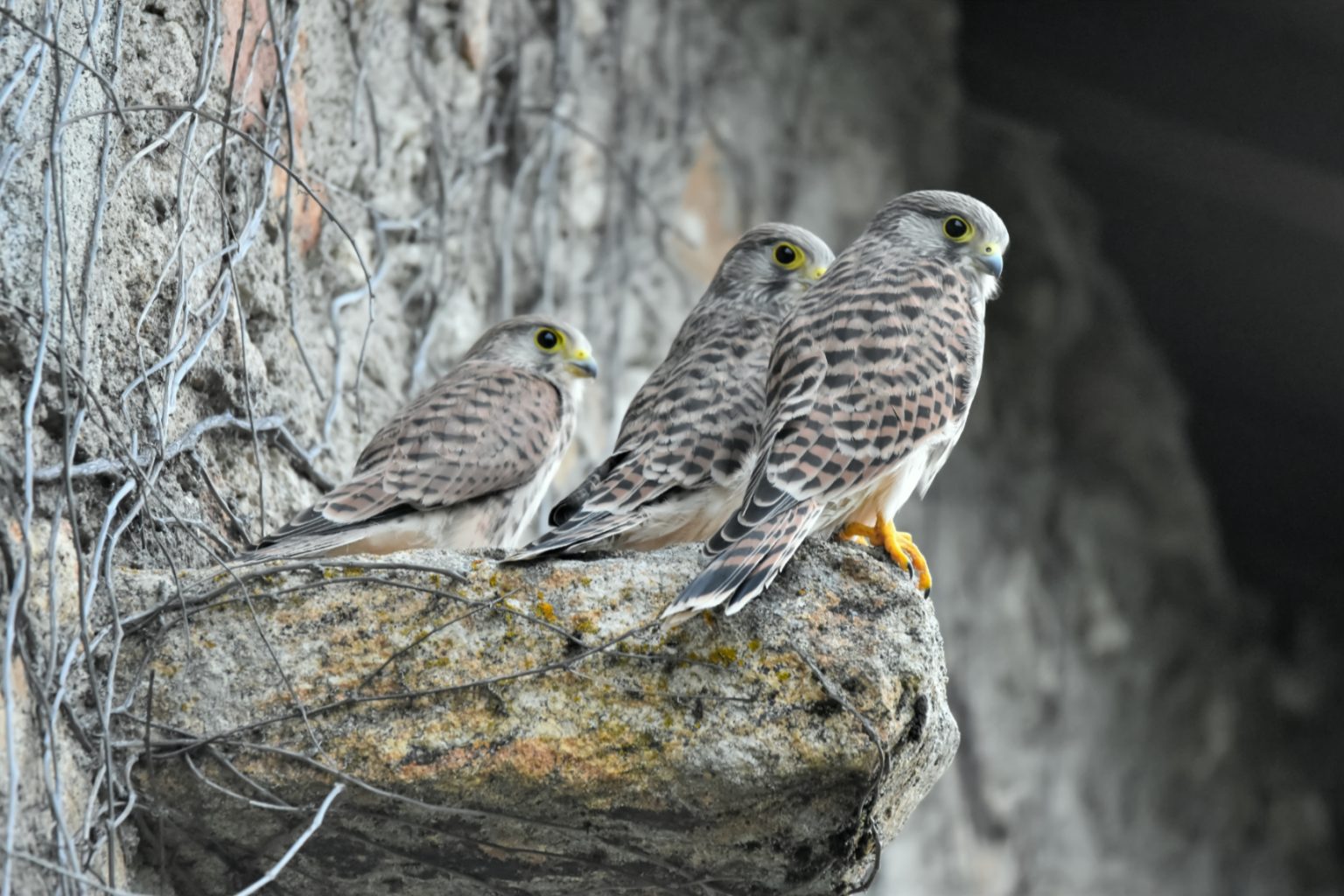 Faucons crècerelle juvéniles