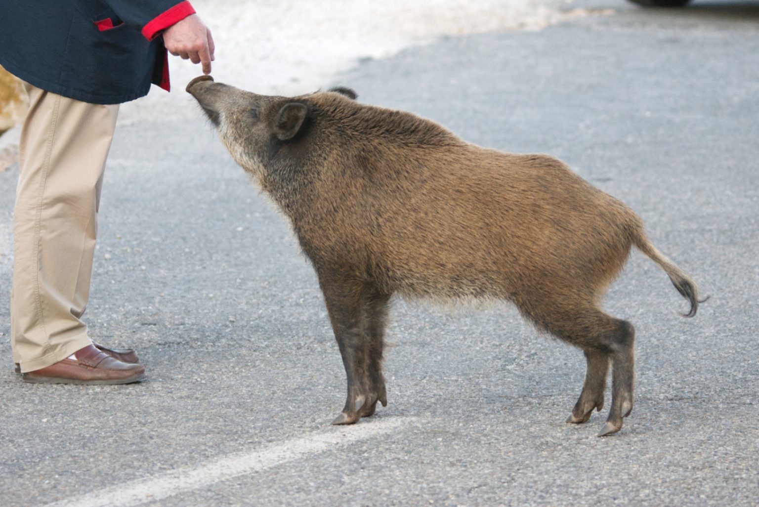 Sanglier sur route