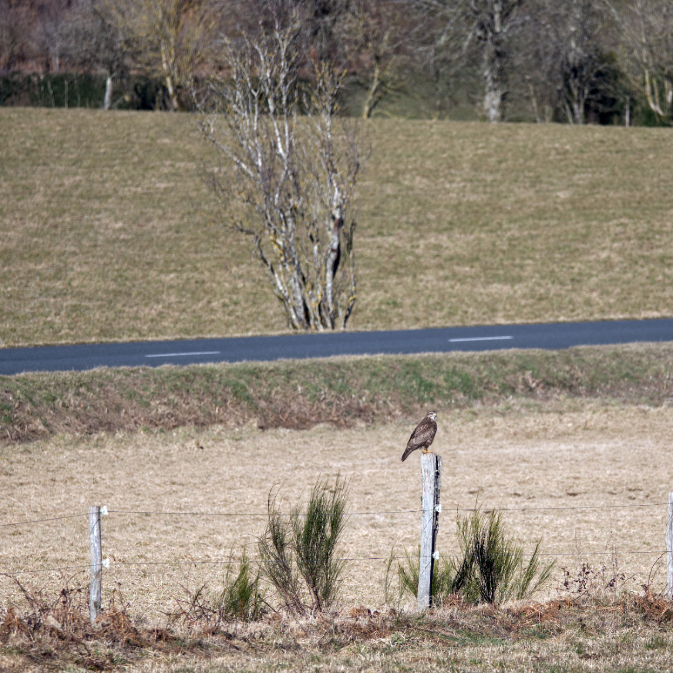 Buse variable