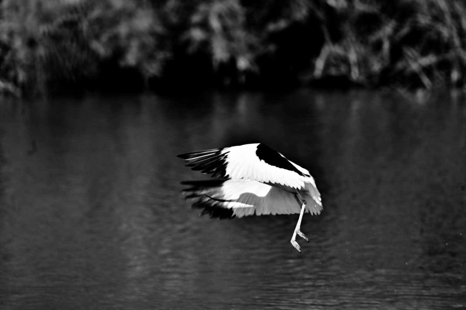 Avocette élégante