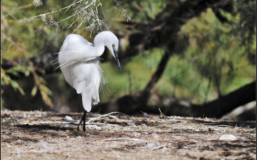 Aigrette