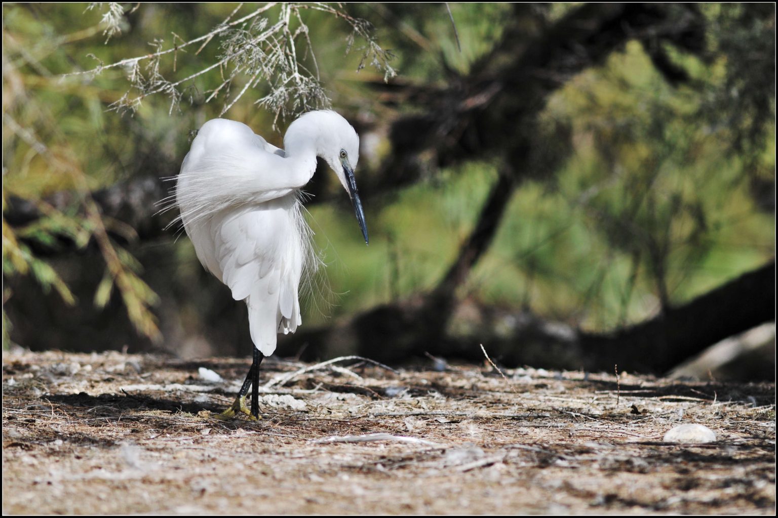 Aigrette