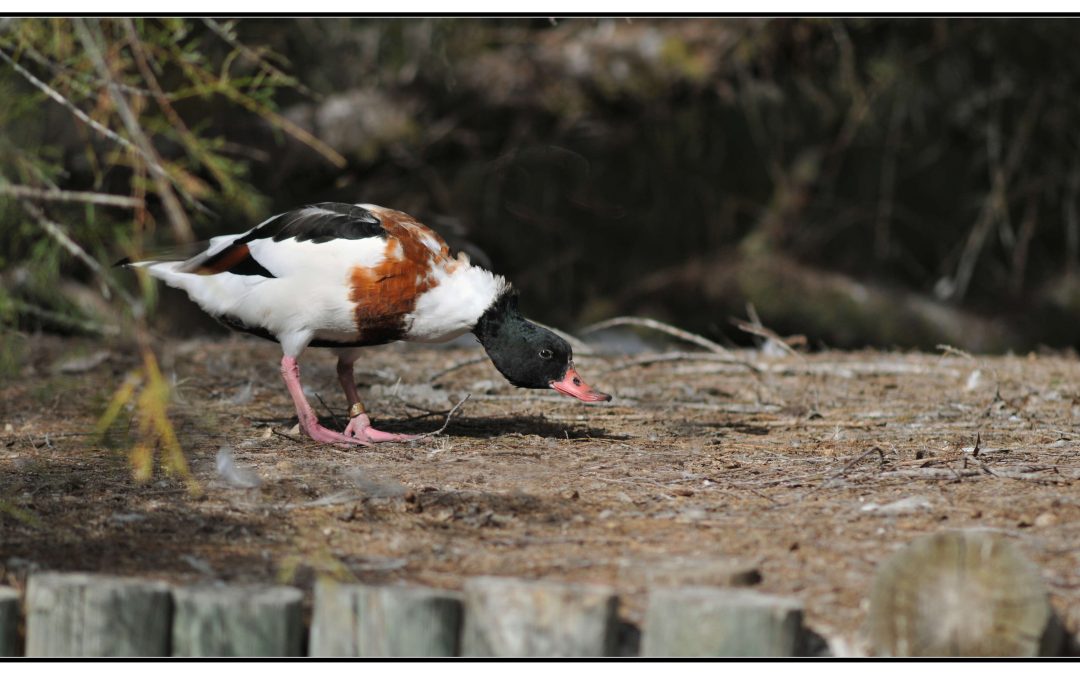 Canard Tadorne de Belon