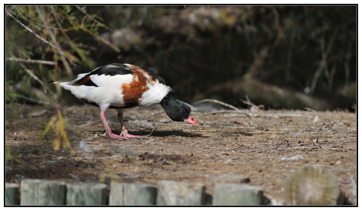 Canard Tadorne de Belon