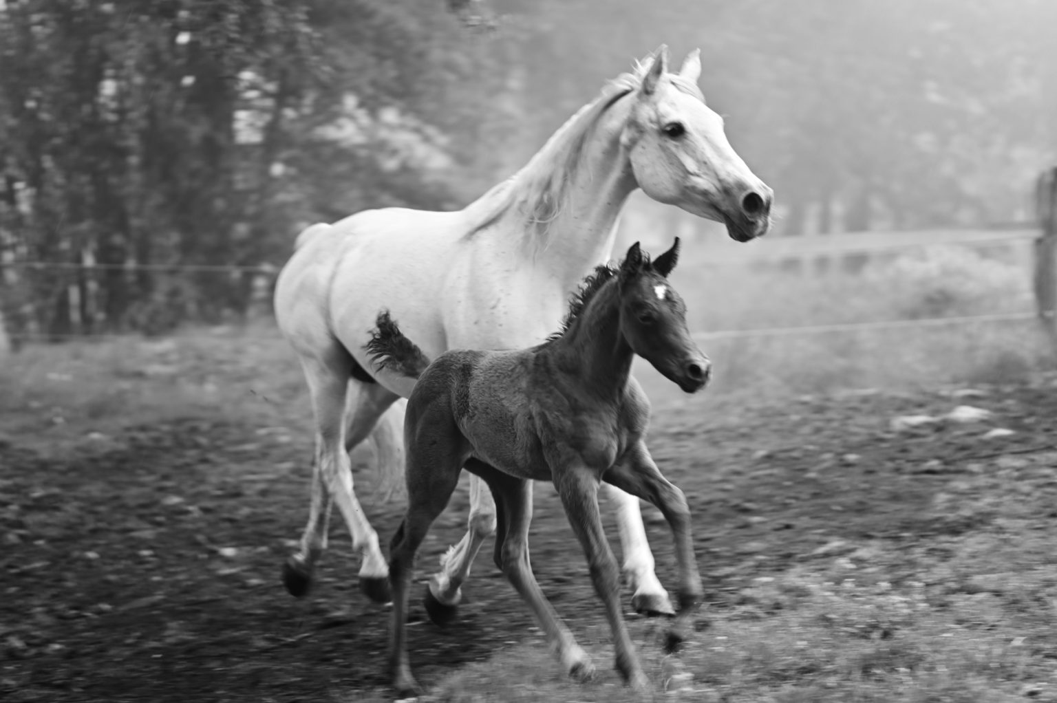 equus albus