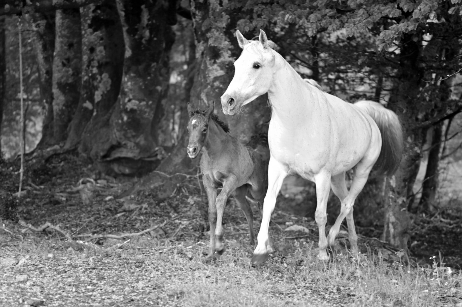 Equus