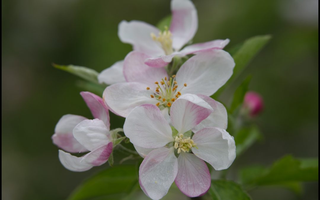 Fleurs de pommiers