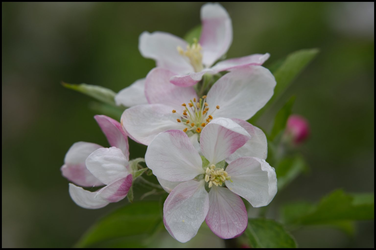 Fleurs de pommiers