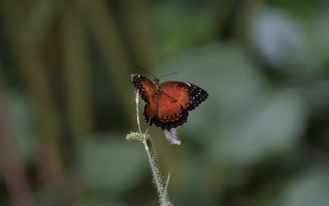 papillon noir/orange