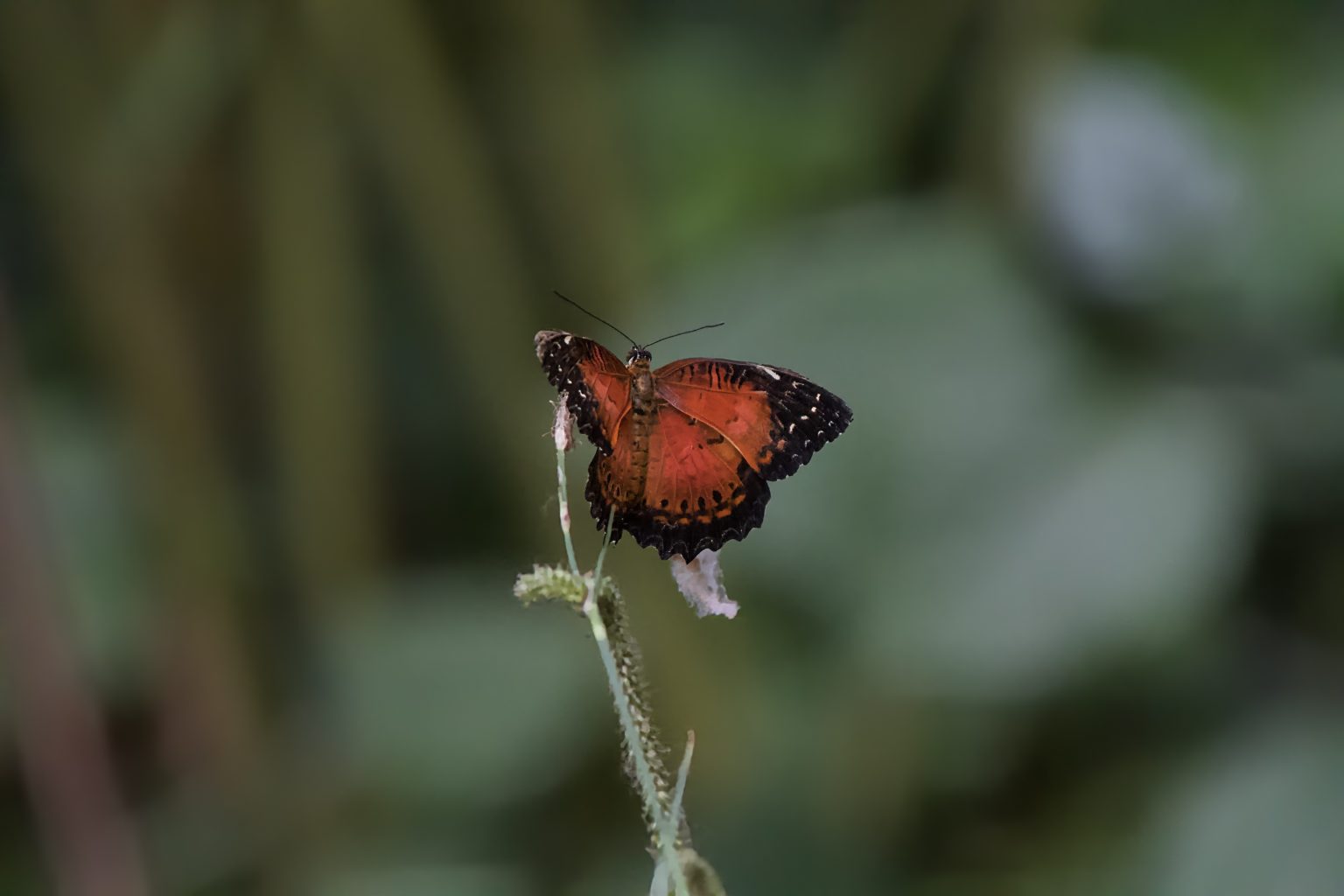 papillon noir/orange
