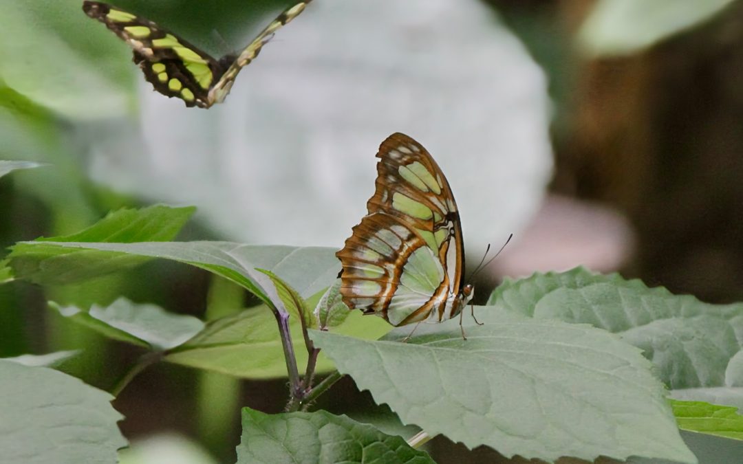 2 papillons verts