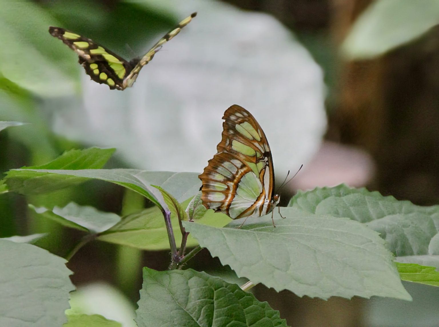 2 papillons verts